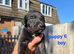 Lurcher Puppies