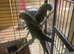 Bonded Alexandrine Breeding Pair – Ready for Breeding
