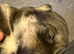 Borador 1 male left.