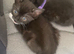 Last 2 kittens male and female