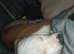 9 month Male American bulldog