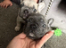 French bull dog