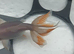 Fancy goldfish