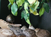 Group of 8 Chinese painted button quail