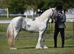 BLUE&WHITE CONFIDENT FILLY
