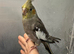 Hand raised baby cockatiel available///