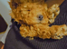 Toy poodle
