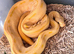 4 Healthy friendly Royal Ball Pythons
