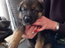 Full blooded German Shepherd puppies.