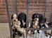 Cocker spaniels