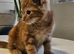 Kittens ready soon