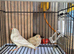 Pair of zebra finch for sale
