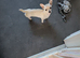 Chihuahua cross jack Russell puppy