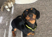 Lovely Dachshund Female Puppy