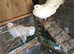Fantail doves