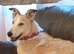 Loving home needed for lurcher