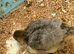coturnix quail chicks 2 weeks old lovely mix of colours