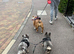 French bulldog 4years old