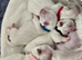 Small maltese puppies for sale