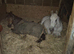Dartmoor Dun Filly 2.5yrs old.