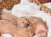 exquisite Asian Maltipoo Puppies