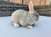 Gorgeous vm Mini Rex babies