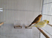 Canaries  cock for sale x 3