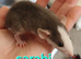 Pairs of Dumbo Rats for rehoming