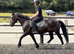 13.3 welsh D gelding.