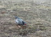 WYANDOTTE BANTAM COCKEREL