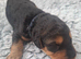 Gorgeous Airedale Litter!