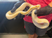 Corn snake