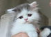 Lovely Scottish fold and straigh kittens