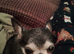 Chuchuahua, Small apple head.