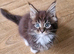 Pedigree maine coon kittens