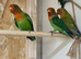 Lovely hybrid love bird babies