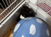 Male. Syrian hamster & full set up