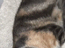 1 beautiful kittens