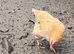 Chickens