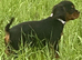 K.C registered Black and Tan bitch