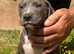 Beautiful Litter of 8 Week Old Lurcher Puppies