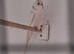Budgies