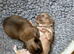 Stunning Pedigree Chihuahua Puppies