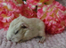 Baby sow pair available