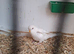 4 beautiful baby budgies