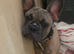 Male full breed frenchie