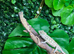 Red Ambilobe Panther Chameleons at Birmingham Reptiles