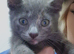 5 kittens for sale!