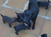 7 chunky patterdal pups