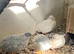 Chinese painted quail eggs